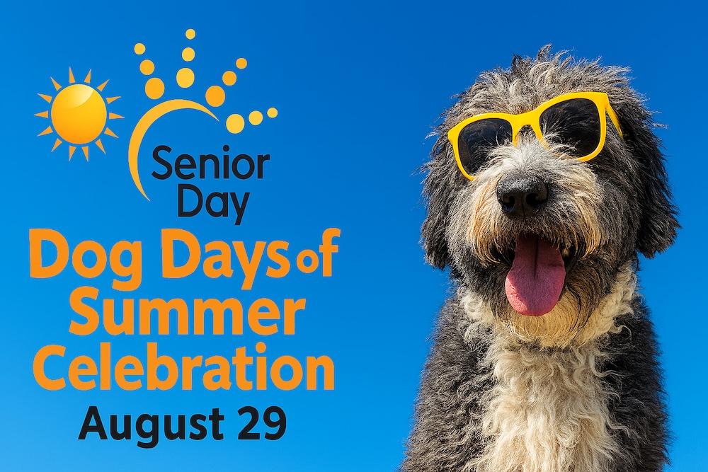 Willie, our cheerful black-and-white dog wearing yellow sunglasses sits under a bright blue sky next to the text “Dog Days of Summer Celebration – August 29,” with the Senior Day Kansas City logo in the upper left.